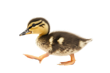 Obraz premium Adorable duckling walking on its own with soft feathers and bright eyes.