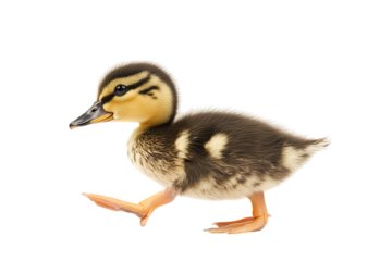 Adorable duckling walking on its own with soft feathers and bright eyes.