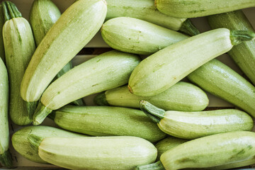 Fresh organic zucchini, raw vegetables for cooking and healthy diet.