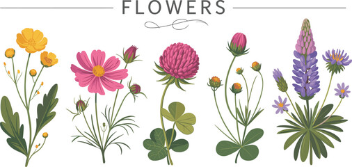 Beautiful botanical illustration, colorful flowers, nature design, garden plants, floral artwork, vibrant petals, blooming stems, vector art, high-quality image