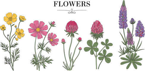 Beautiful botanical illustration, various flowers, nature sketch, garden art, floral design, wildflower drawing, colorful petals, plant artwork, Adobe Stock