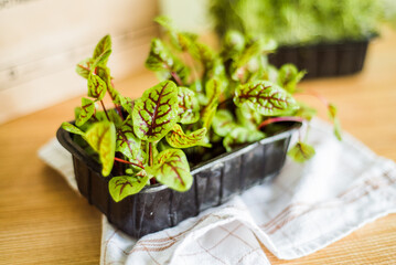 Fresh organic microgreens and herbs in containers for cooking.