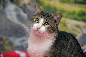 Obraz premium A close-up of a cute cat with bright green-yellow eyes and an expressive look. 