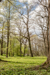 Fototapeta premium Springtime Awakening in a Tranquil Forest With Budding Leaves and Sprawling Green Grass