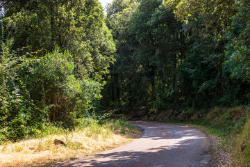 Curving road through dense forest in summer, Greece, Corfu, 17 June 2025
