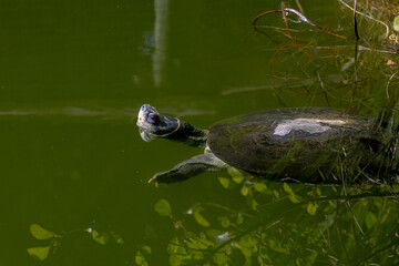 Obraz premium Freshwater turtle swimming with head above green water surface