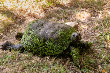 Tortoise covered in green algae resting on dry grass