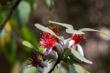 Red feijoa flowers with long stamens and green leaves