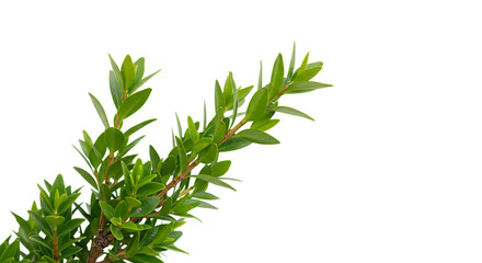 detailed professional high quality Green Plant Leaves with Red Stems Against Black Background