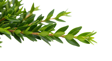 modern detailed professional high quality Close up of a Green Plant Stem with Leaves
