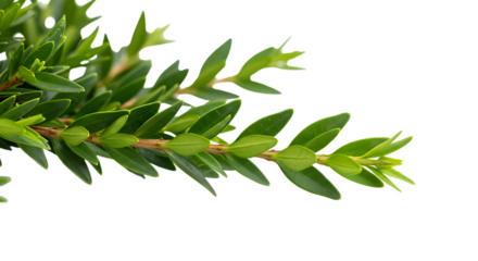 modern detailed professional high quality Close up of a Green Plant Stem with Leaves