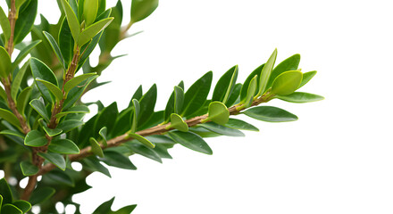 Close up of a plant branch with green leaves against a black background