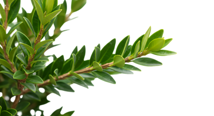 Close up of a plant branch with green leaves against a black background