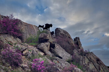 Russia. The South of Western Siberia.  Altai Mountains. A small flock of goats are jumping on the...