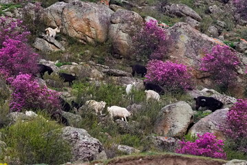 Russia. The South of Western Siberia.  Altai Mountains. A small flock of goats are jumping on the...