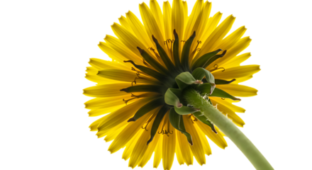 A yellow dandelion flower with a green stem against a black background