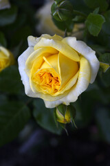 A beautiful yellow rose flower on a background of blurred green leaves. A garden rose.
