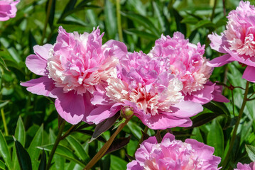 pink peony flowers in a garden