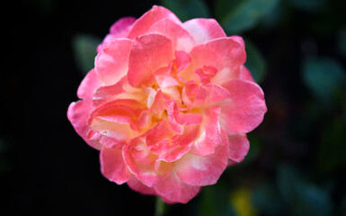 A beautiful yellow-pink rose flower on a background of blurred green leaves. A garden rose. Yellow pink rose flower.