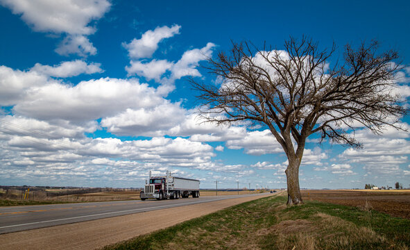 The Hope Tree