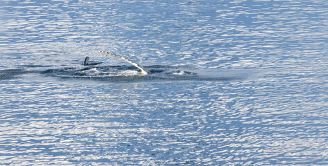Whale in the Southern Ocean