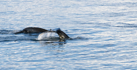 Whale in the Southern Ocean