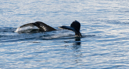 Fototapeta premium Whale in the Southern Ocean