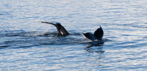 Whale in the Southern Ocean