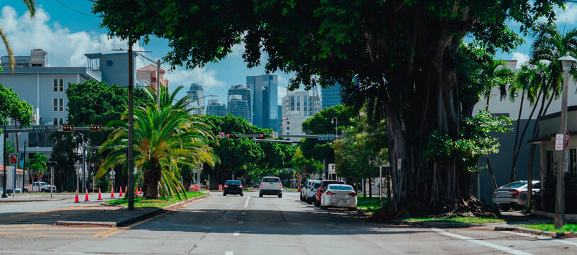 palm trees on the street miami Florida cars traffic 