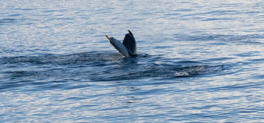 Whale in the Southern Ocean