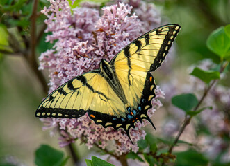 Eastern Tiger Swallowtail Butterfly