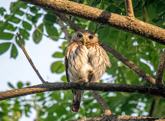 Ferruginous Pygmy Owl