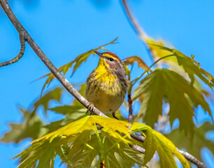 Palm Warbler