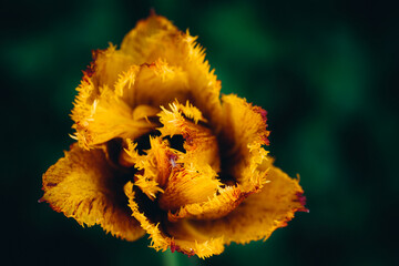 Close-up of a bright yellow tulip bud