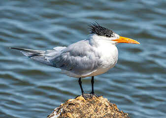 Royal Tern