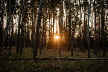 sunset in the forest
