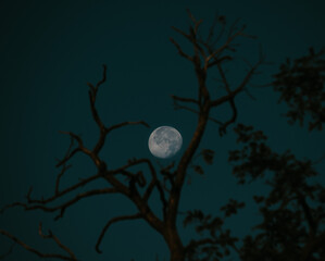 full moon and tree