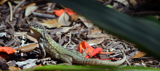 Green Geko ECU