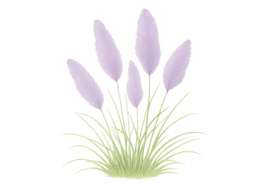 Lavender-hued ornamental grass with wispy plumes floating against transparent backdrop, highlighting soft botanical elegance