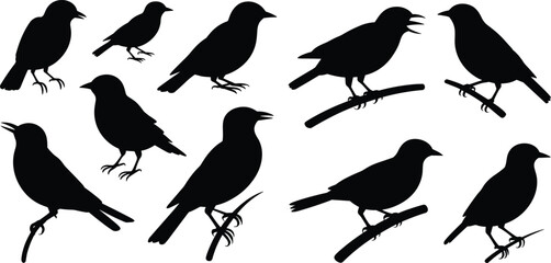 Silhouette vector illustration of various bird species in different poses, perched and standing, perfect for wildlife design projects, stock images, educational, and creative visuals