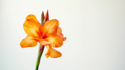 Fototapeta premium closeup of a canna flower on a clean white background