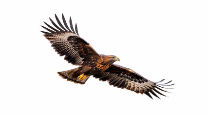 Naklejka premium a majestic bird of prey, likely a hawk or eagle, in mid-flight against a pristine white background. The bird's wings are outstretched, showcasing their impressive span and the intricate details of its