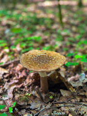 fly agaric green mushroom in the forest, nature, summer, autumn