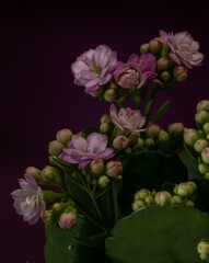 pink and white flowers