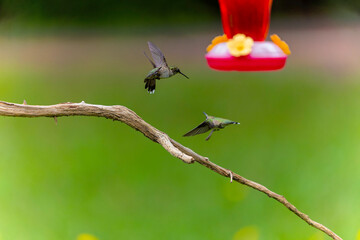 Series – Ruby-throated Hummingbirds (Archilochus colubris) in Territorial Dispute – One of a...