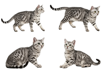 PNG American Shorthair Cat Set Tabby Pattern Isolated on White Background