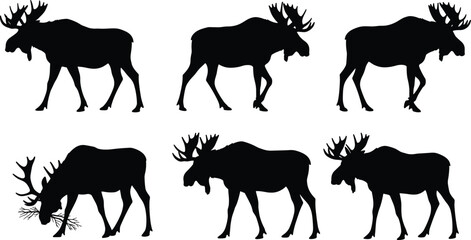 Fototapeta premium Moose silhouette collection with walking, grazing, and standing poses, detailed antlers, wildlife vector for hunting, forest, and nature design projects