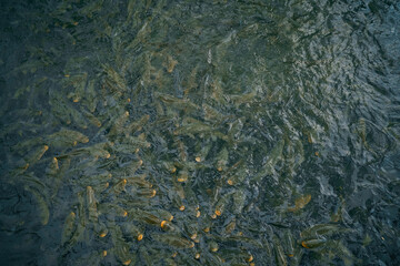 Colorful fish swimming in Balikli Göl, Turkey, surrounded by historical sites and natural scenery.