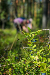 Fototapeta premium Picking wild berries in the forest