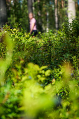 Picking wild berries in the forest